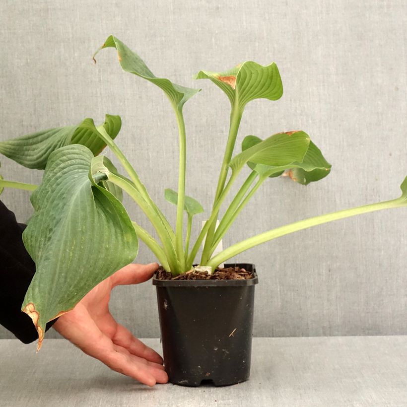 Ejemplar de Hosta Guardian Angel Maceta 1,5L/2L entregado en otoño