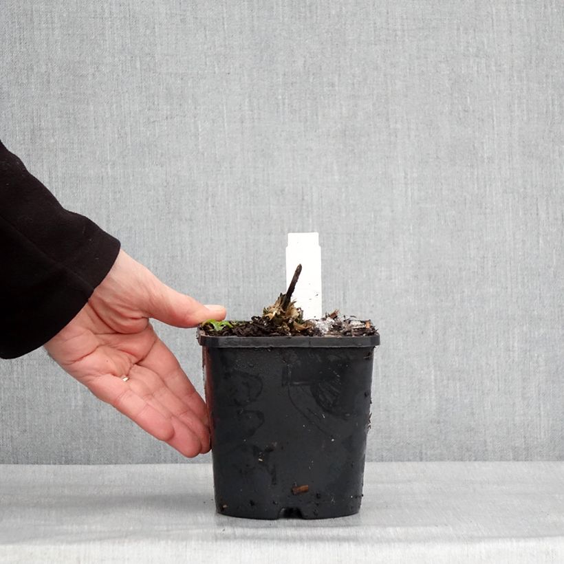 Hosta Guardian Angel Maceta 1,5L/2L Ejemplar entregado en invierno