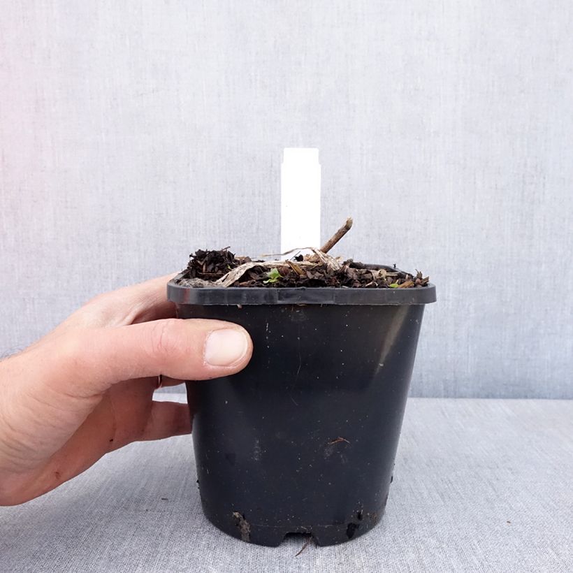 Hosta Guardian Angel Maceta 1,5L/2L Ejemplar entregado en la primavera