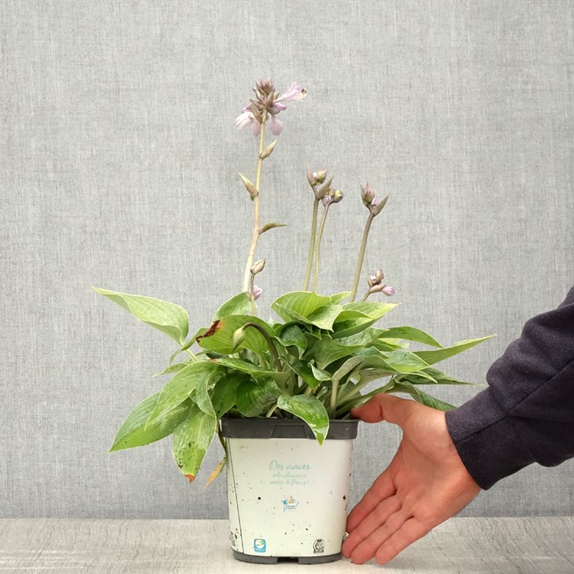Ejemplar de Hosta tardiana Halcyon Maceta 1L/1,5L entregado en verano