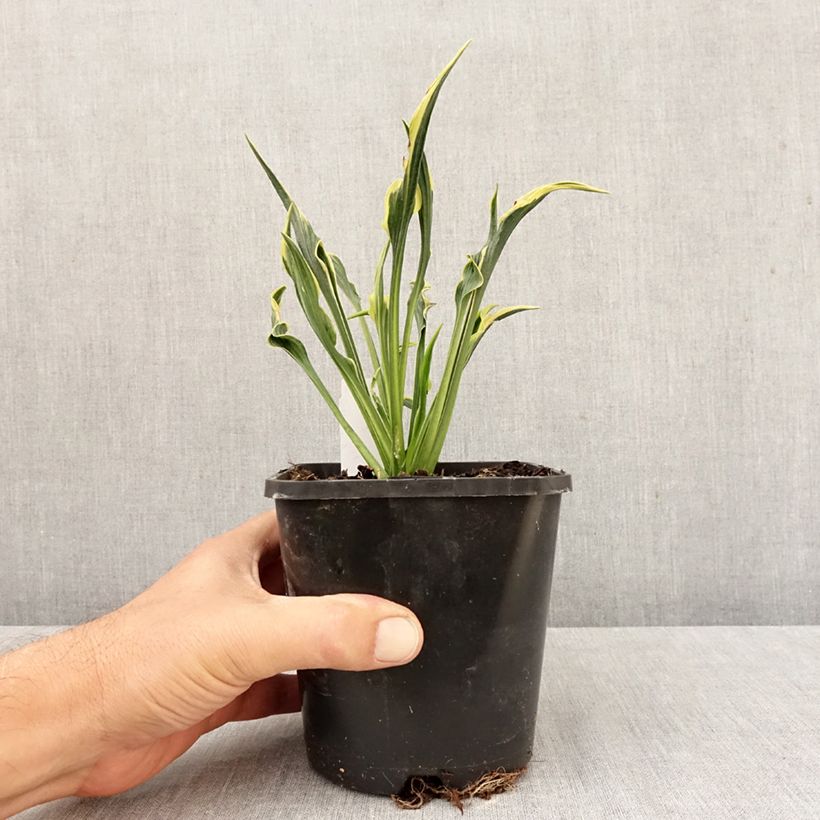 Ejemplar de Hosta Hands Up Maceta 1,5L/2L entregado en otoño