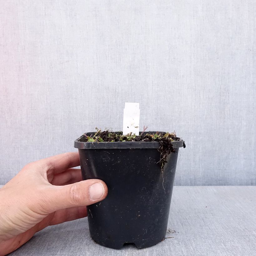 Hosta Hands Up Maceta 1,5L/2L Ejemplar entregado en la primavera