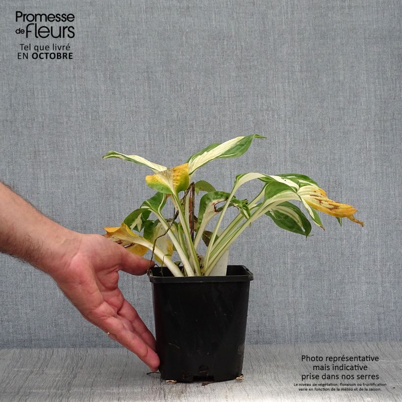 Ejemplar de Hosta Hans Maceta 1,5L/2L entregado en otoño