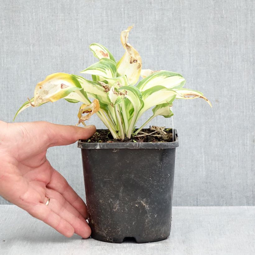 Ejemplar de Hosta Hans Maceta 1,5L/2L entregado en otoño