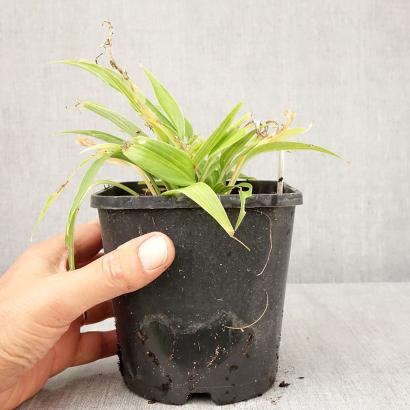 Ejemplar de Hosta Hyuga Urajiro Maceta 1,5L/2L entregado en otoño