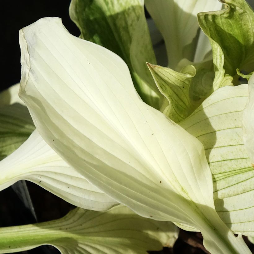 Hosta Improved White Feather (Follaje)