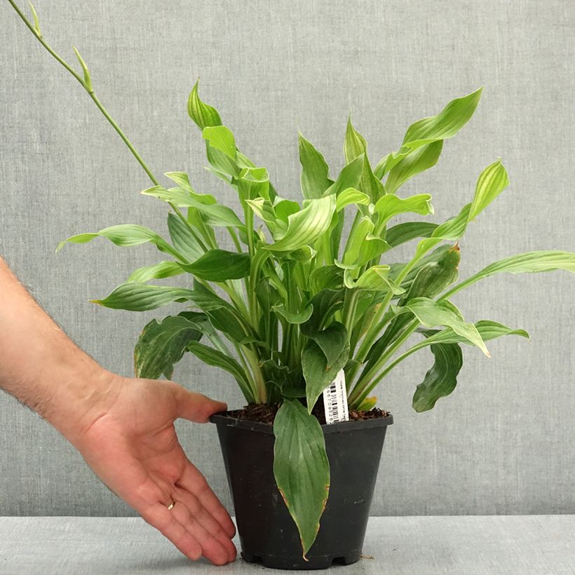 Ejemplar de Hosta Improved White Feather Pot de 1,5L/2L entregado en verano