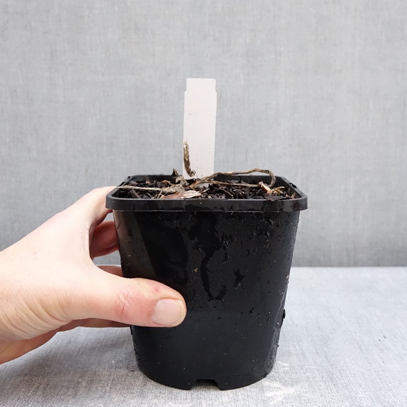 Hosta Improved White Feather Maceta 1,5L/2L Ejemplar entregado en invierno