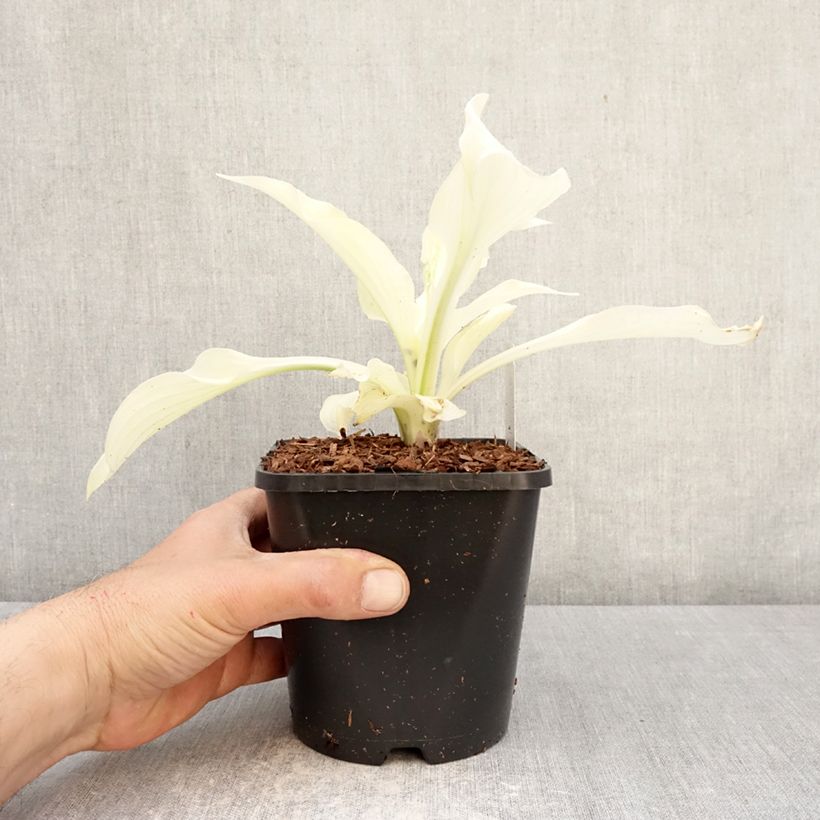Hosta Improved White Feather Maceta 1,5L/2L Ejemplar entregado en la primavera