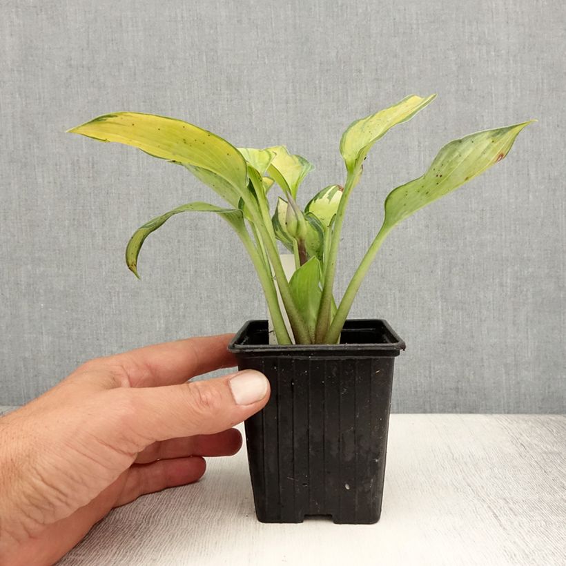 Ejemplar de Hosta tardiana June Maceta de 8/9 cm entregado en verano