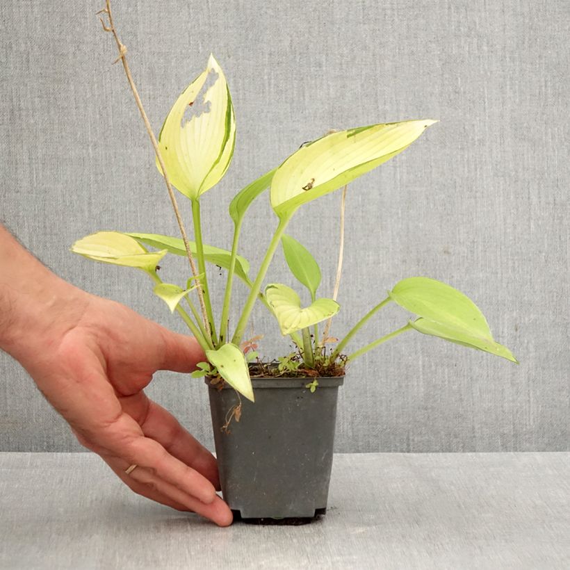 Ejemplar de Hosta tardiana June Fever Maceta de 8/9 cm entregado en otoño