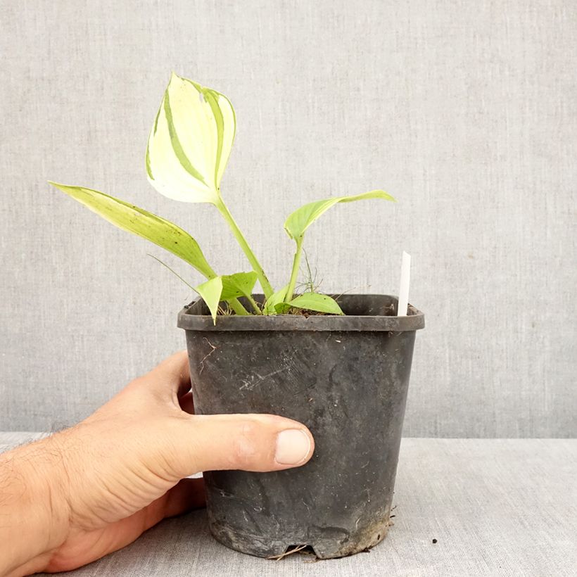 Ejemplar de Hosta tardiana June Fever Maceta 1,5L/2L entregado en otoño