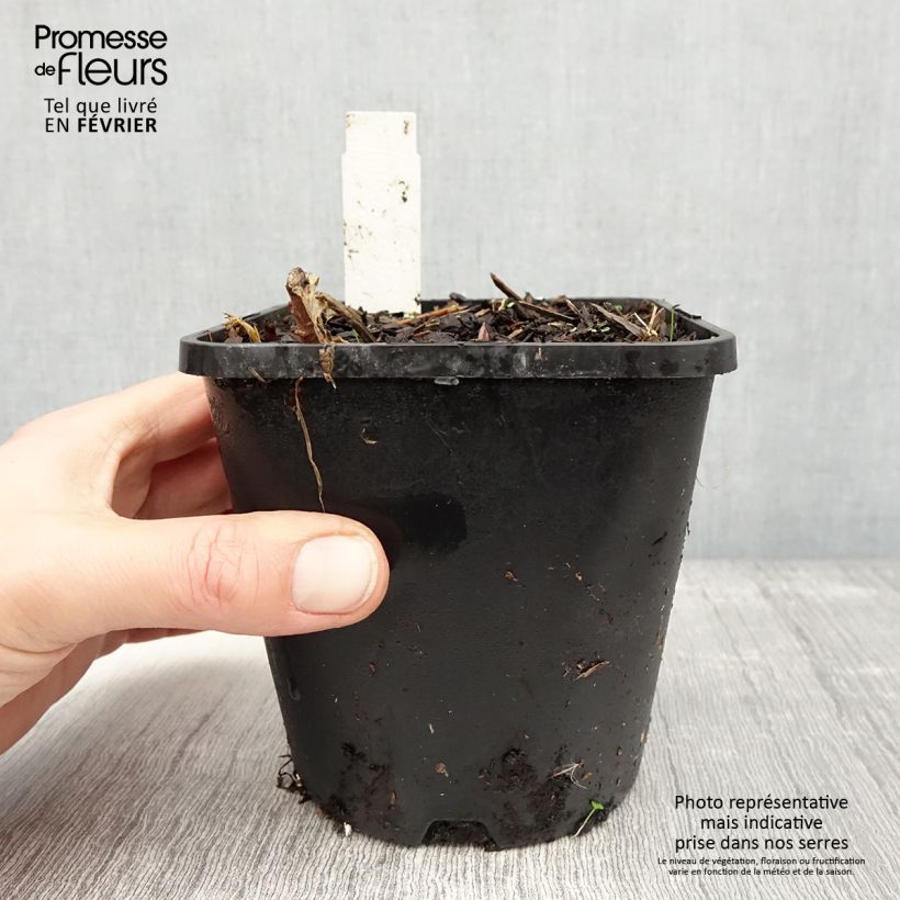 Hosta tardiana June Fever Maceta 1,5L/2L Ejemplar entregado en invierno