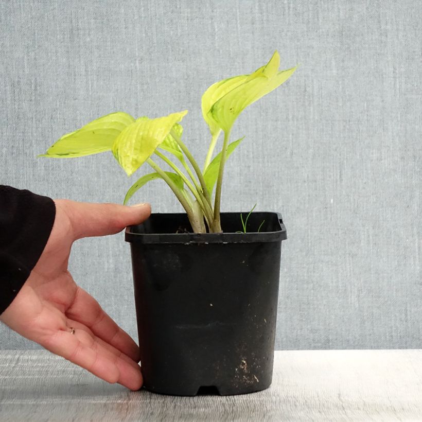 Hosta tardiana June Fever Maceta 1,5L/2L Ejemplar entregado en la primavera