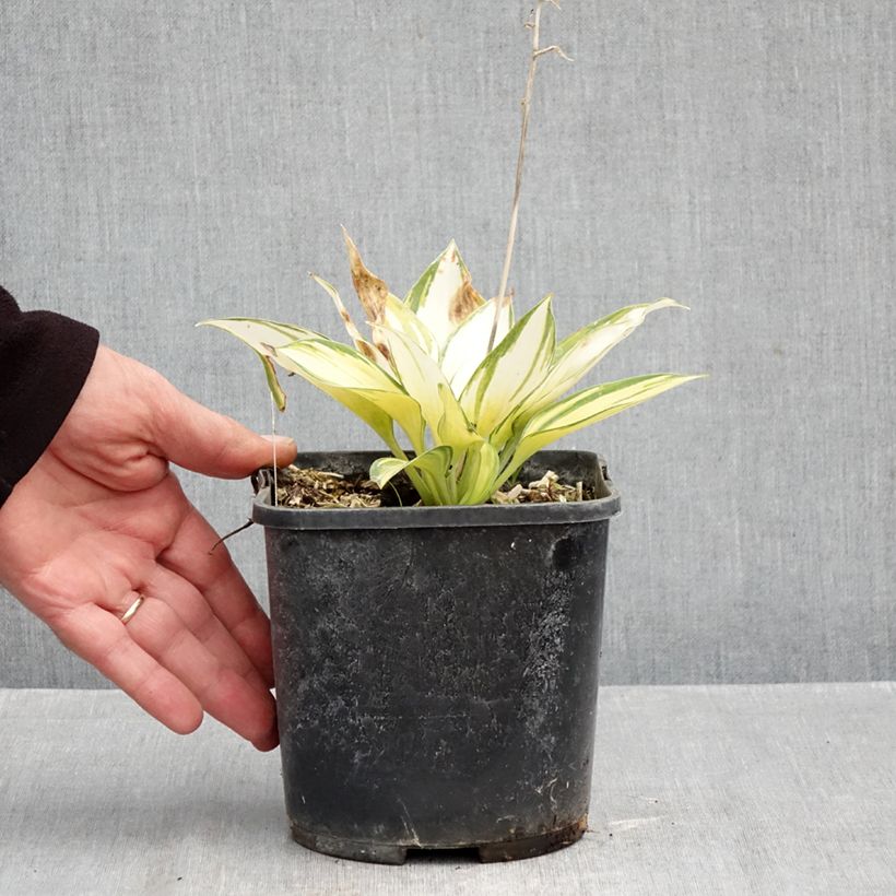 Ejemplar de Hosta tardiana June Maceta 2L/3L entregado en otoño