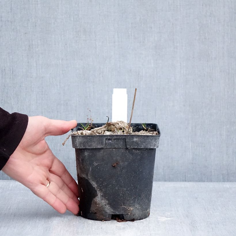 Hosta tardiana June Maceta 2L/3L Ejemplar entregado en invierno