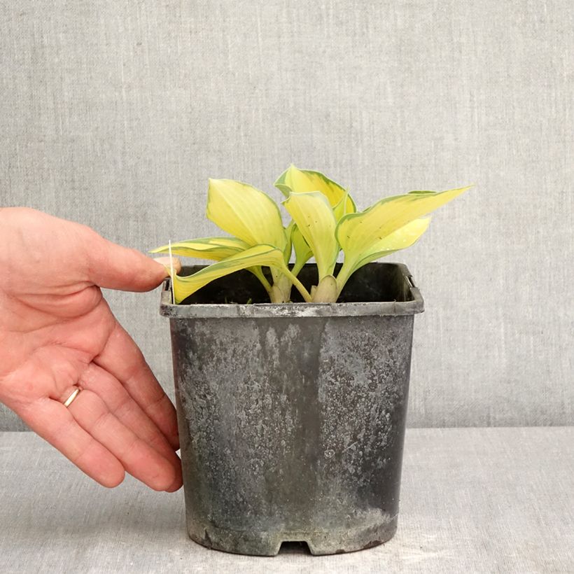 Hosta tardiana June Maceta 2L/3L Ejemplar entregado en la primavera