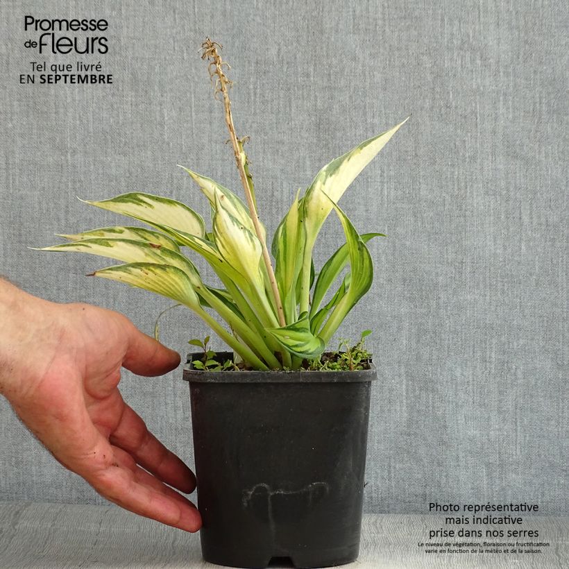 Ejemplar de Hosta Justine Maceta 1,5L/2L entregado en verano