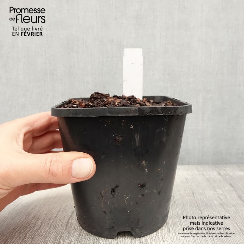 Hosta Justine Maceta 1,5L/2L Ejemplar entregado en invierno