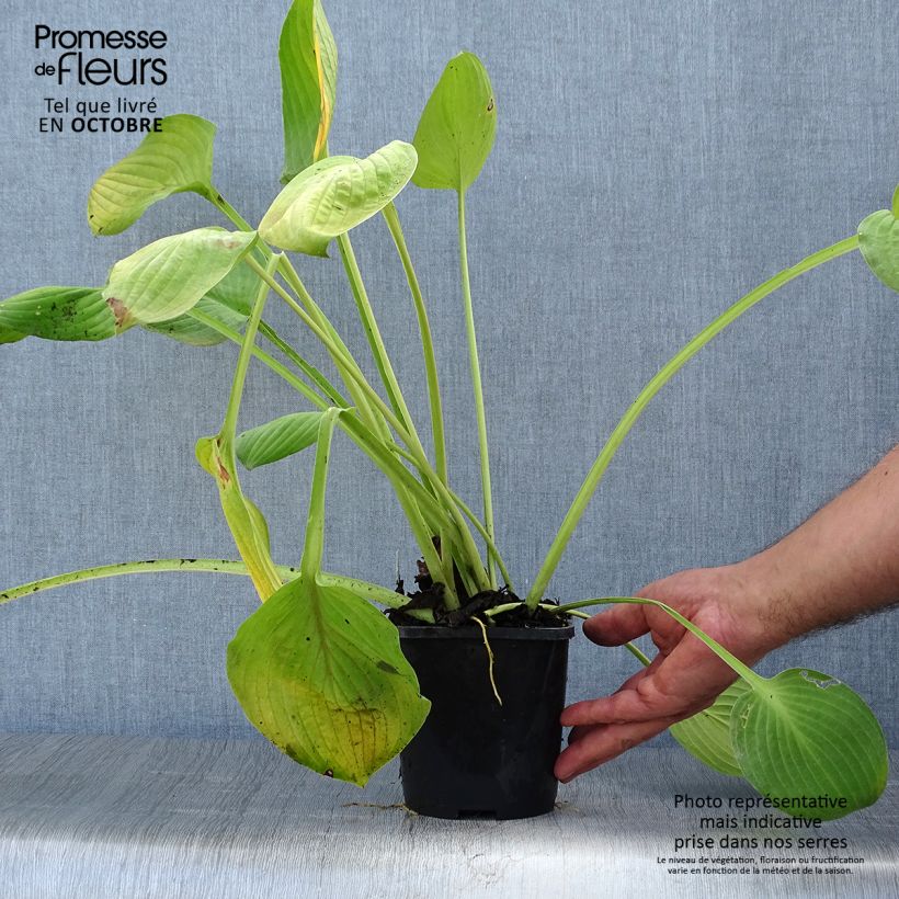Ejemplar de Hosta Ki Ren Jyaku Maceta 1,5L/2L entregado en otoño