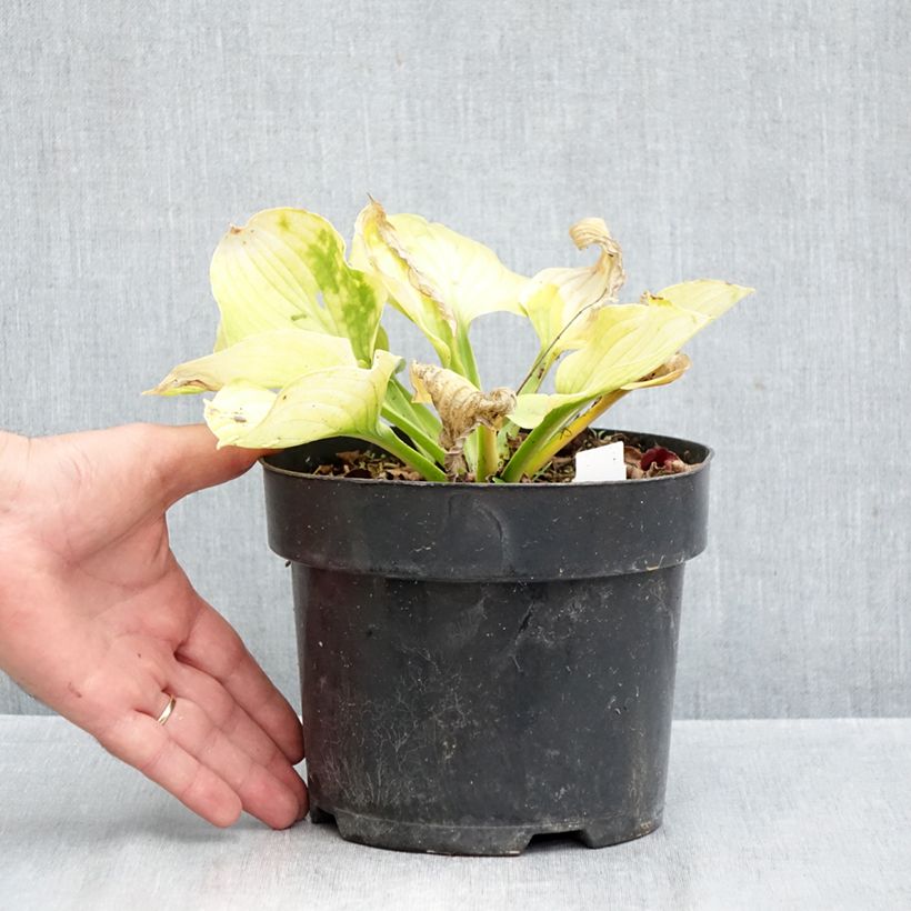 Ejemplar de Hosta Ki Ren Jyaku Maceta 1,5L/2L entregado en otoño