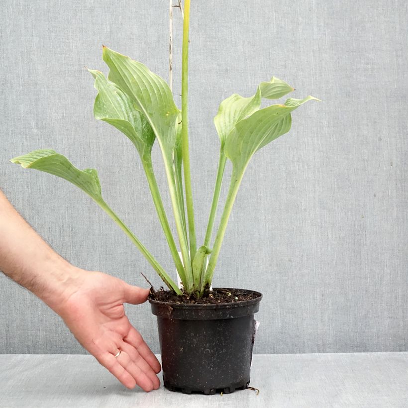 Ejemplar de Hosta nigrescens Krossa Regal Maceta 2L/3L entregado en otoño