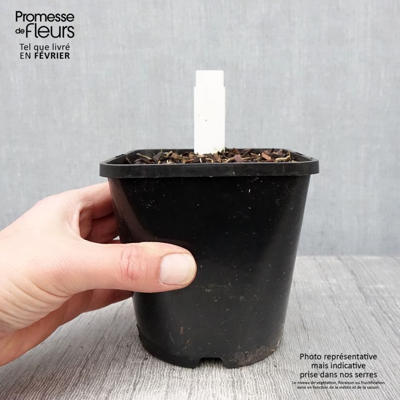 Hosta Lady in Red Maceta 1,5L/2L Ejemplar entregado en invierno