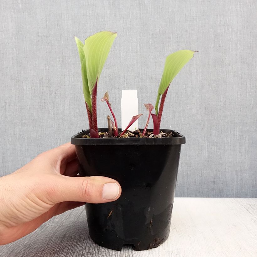 Hosta Lady in Red Maceta 1,5L/2L Ejemplar entregado en la primavera