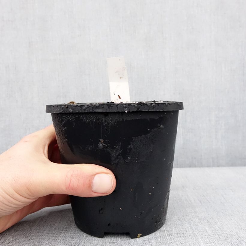 Hosta Lakeside Maverick Maceta 1,5L/2L Ejemplar entregado en invierno