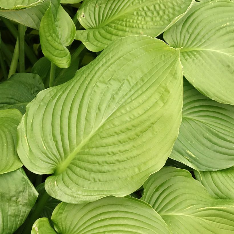 Hosta Lakeside Maverick (Follaje)