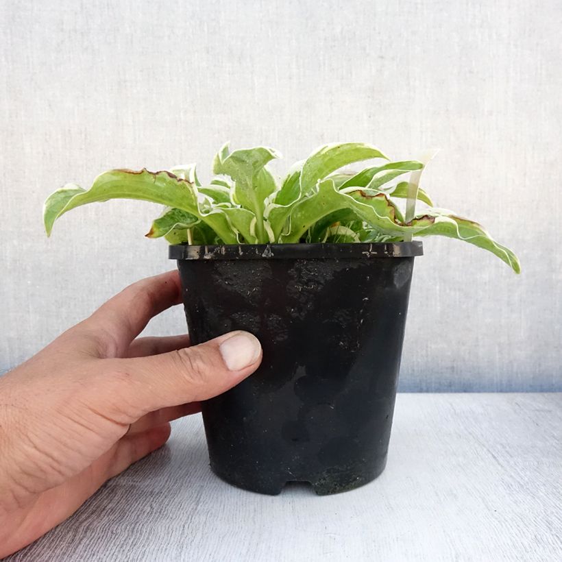Ejemplar de Hosta Let's Twist Again Maceta 1,5L/2L entregado en verano