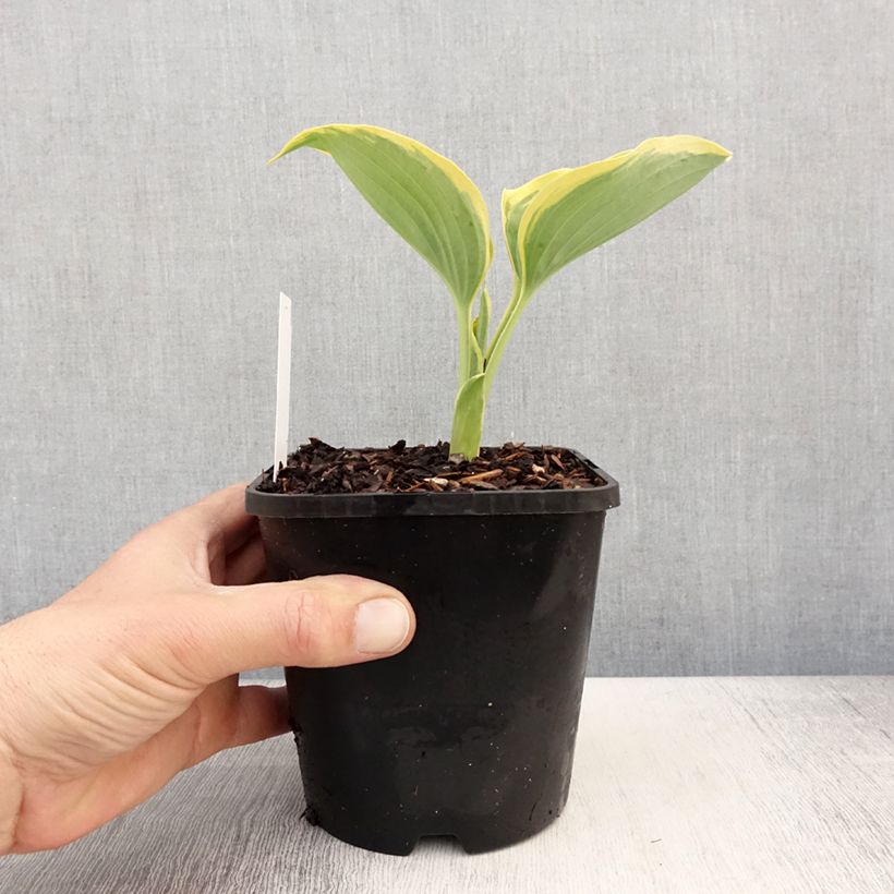 Hosta Liberty Maceta 1,5L/2L Ejemplar entregado en la primavera
