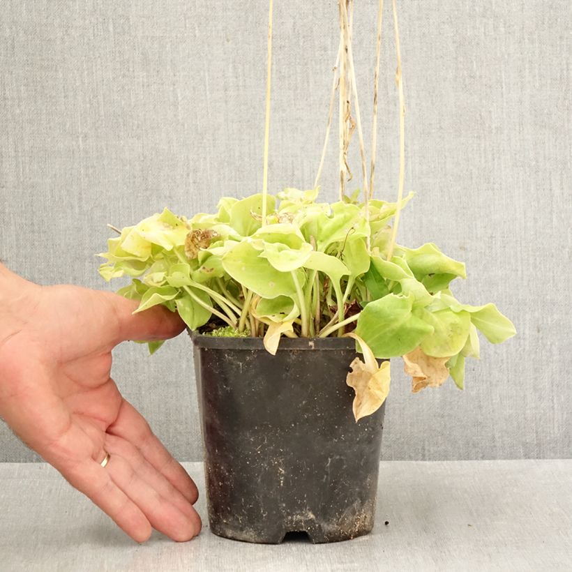 Ejemplar de Hosta Limey Lisa Maceta 1,5L/2L entregado en otoño