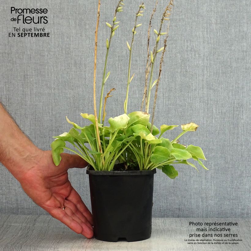 Ejemplar de Hosta Limey Lisa Maceta 1,5L/2L entregado en verano