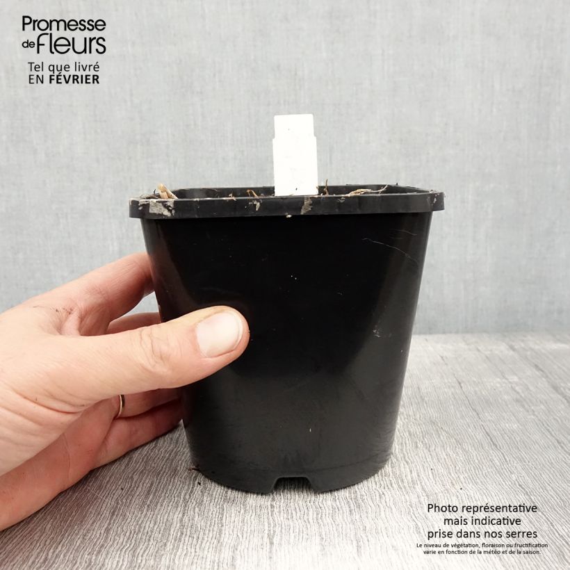 Hosta Limey Lisa Maceta 1,5L/2L Ejemplar entregado en invierno