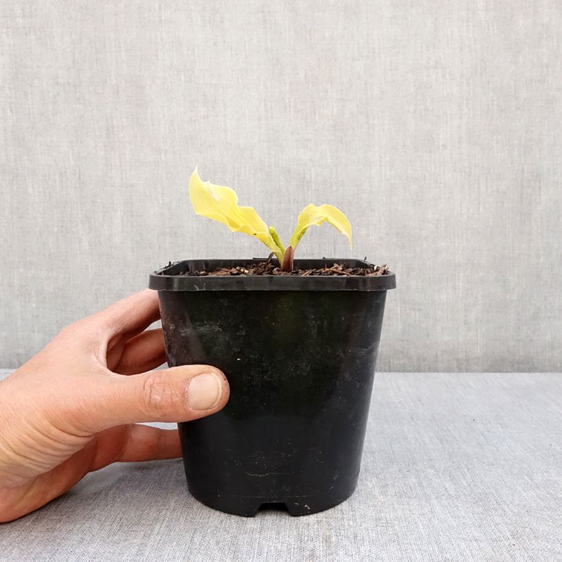 Hosta Lipstick Blonde Maceta 1,5L/2L Ejemplar entregado en la primavera