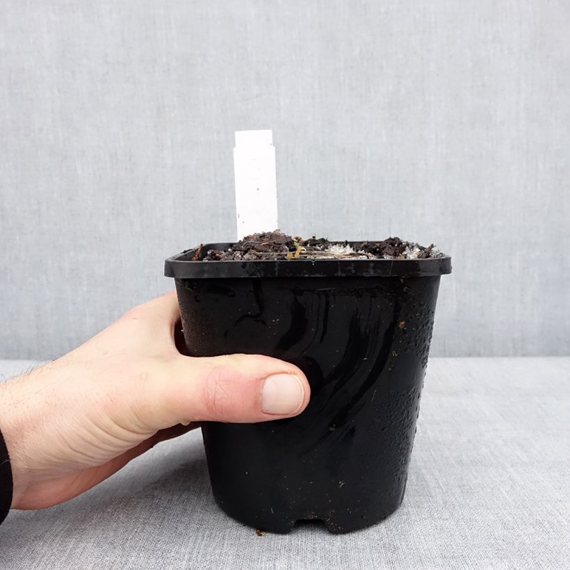 Hosta Lipstick Kiss Maceta 1,5L/2L Ejemplar entregado en invierno