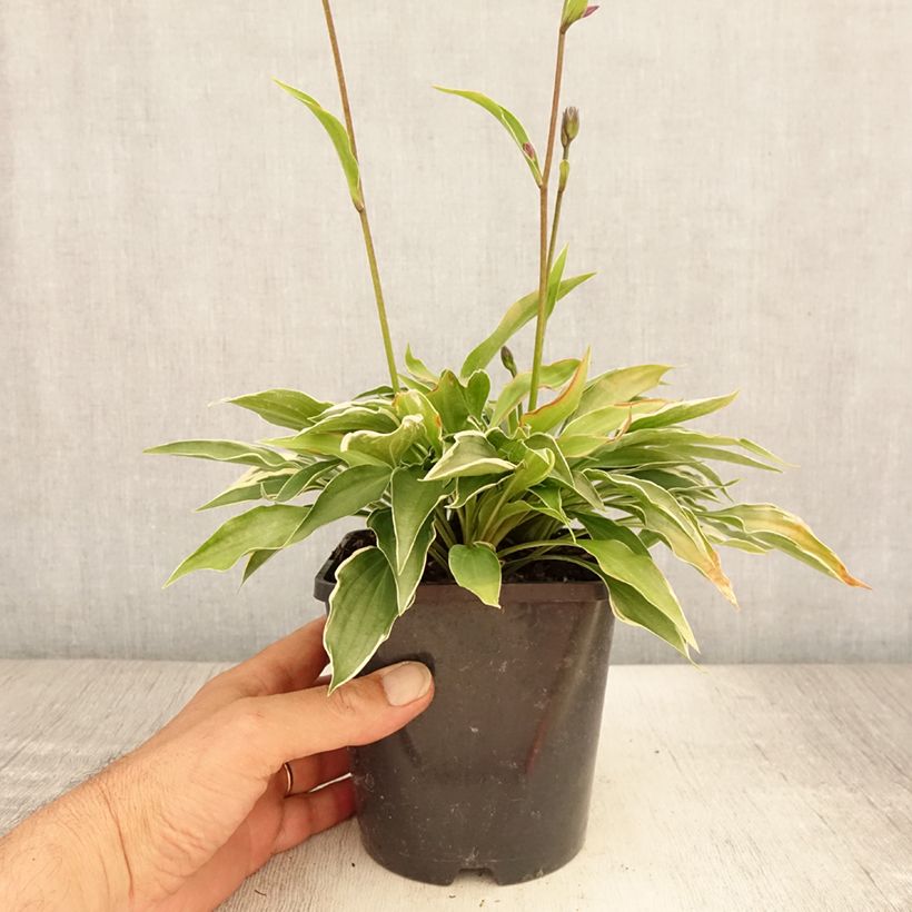 Ejemplar de Hosta Little Devil Maceta 1,5L/2L entregado en verano