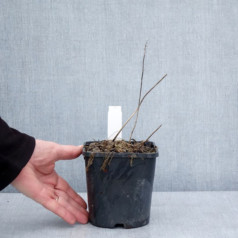 Hosta Little Devil Maceta 1,5L/2L Ejemplar entregado en invierno