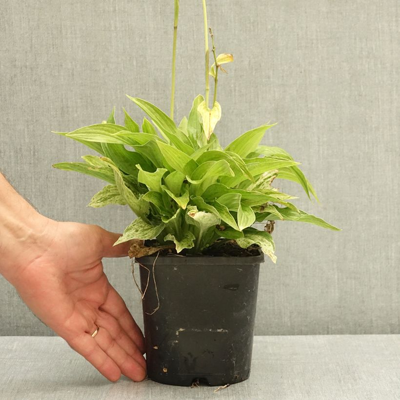 Ejemplar de Hosta London Fog Pot de 1,5L/2L entregado en verano