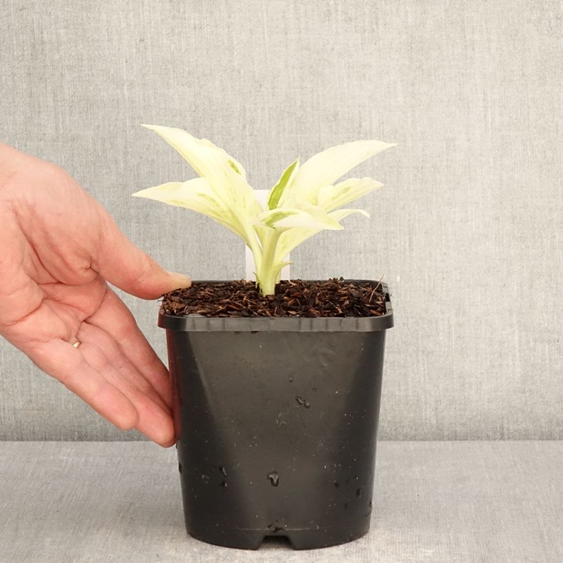 Hosta London Fog Maceta 1,5L/2L Ejemplar entregado en la primavera