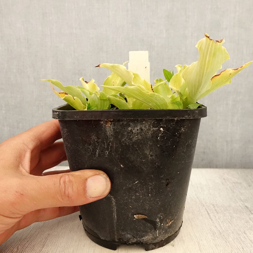 Ejemplar de Hosta Marilyn Monroe Maceta 1,5L/2L entregado en verano