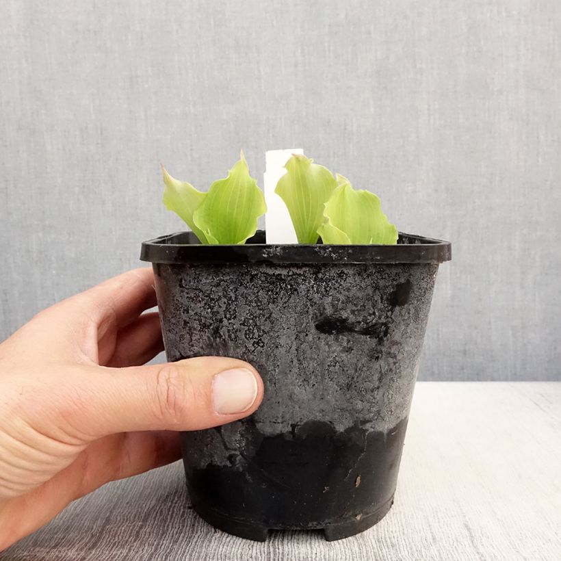 Hosta Marilyn Monroe Maceta 1,5L/2L Ejemplar entregado en la primavera