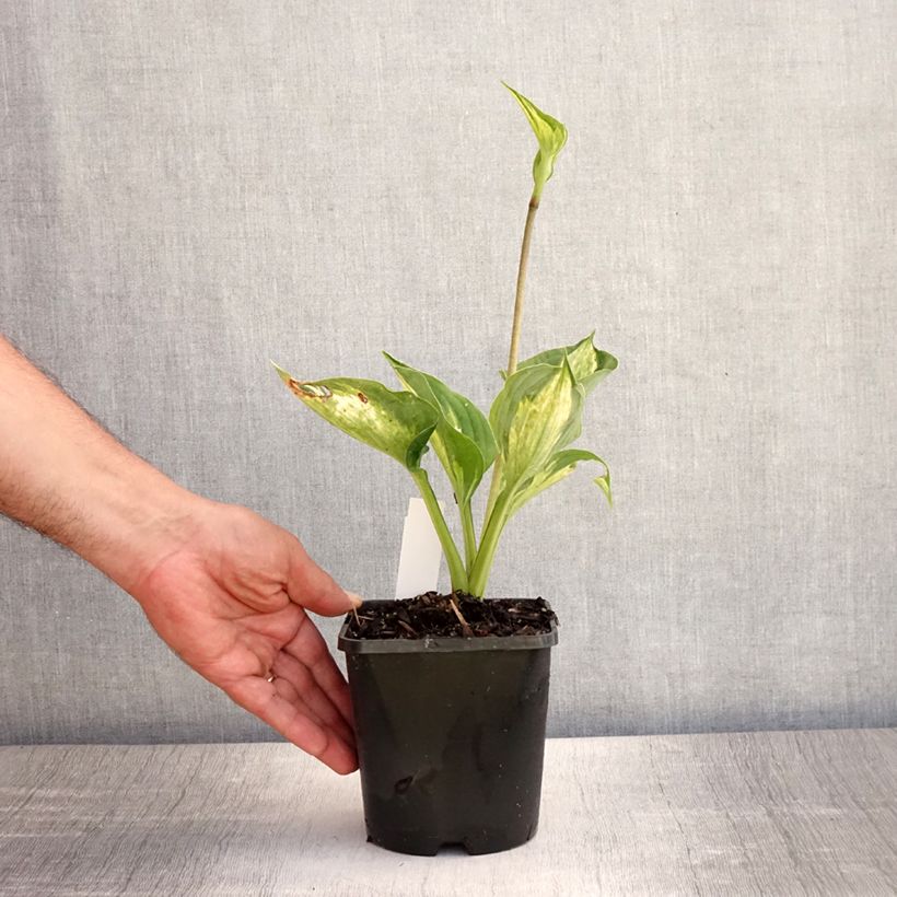 Ejemplar de Hosta Midnight at the Oasis Maceta 1,5L/2L entregado en verano