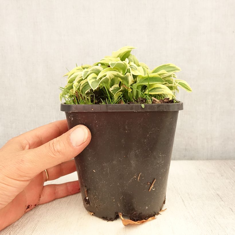 Ejemplar de Hosta Mini Skirt Maceta 1,5L/2L entregado en verano