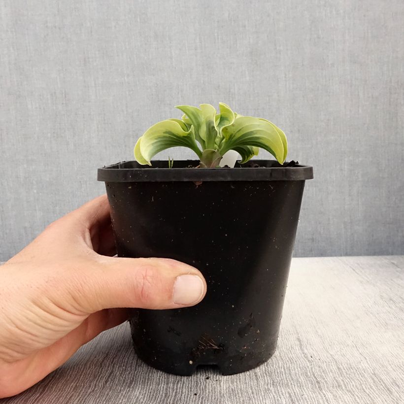 Hosta Mini Skirt Maceta 1,5L/2L Ejemplar entregado en la primavera