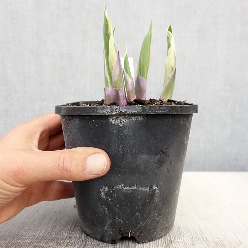 Hosta Minuteman Maceta 1,5L/2L Ejemplar entregado en la primavera