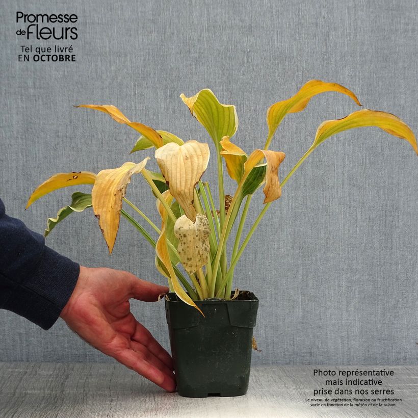 Ejemplar de Hosta montana Yellow River Maceta de 8/9 cm entregado en otoño