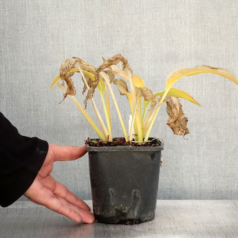 Ejemplar de Hosta montana Yellow River Maceta 1,5L/2L entregado en otoño