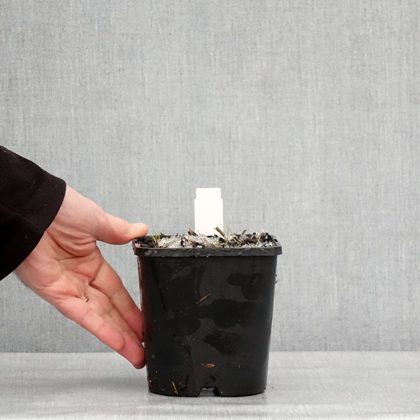 Hosta montana Yellow River Maceta 1,5L/2L Ejemplar entregado en invierno